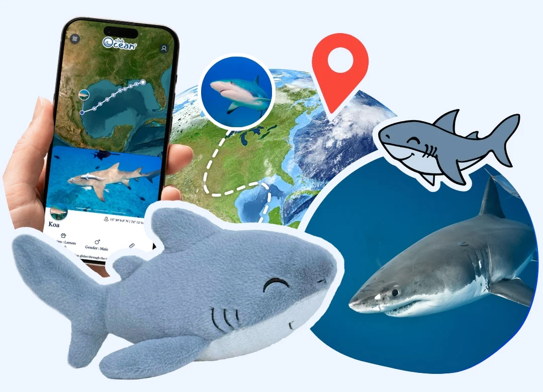 Shark Adoption Plushie - Zimenao