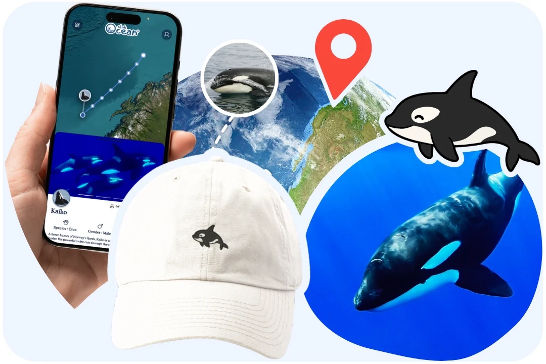 Orca Adoption Cap - Zimenao