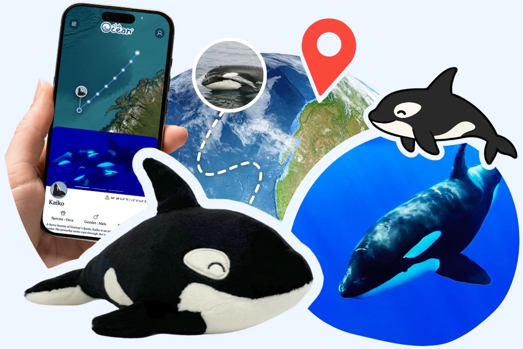 Orca Plushie - Zimenao