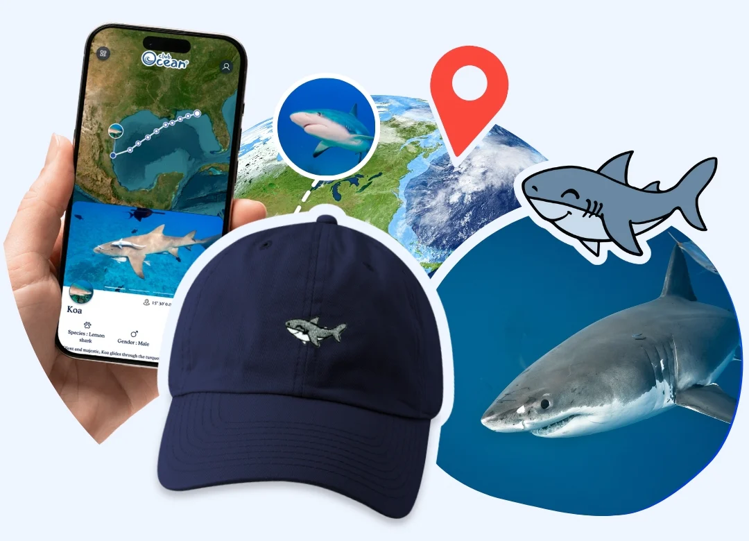 Shark Adoption Cap - Zimenao