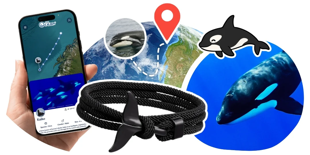 Orca Tracking Bracelet - Zimenao