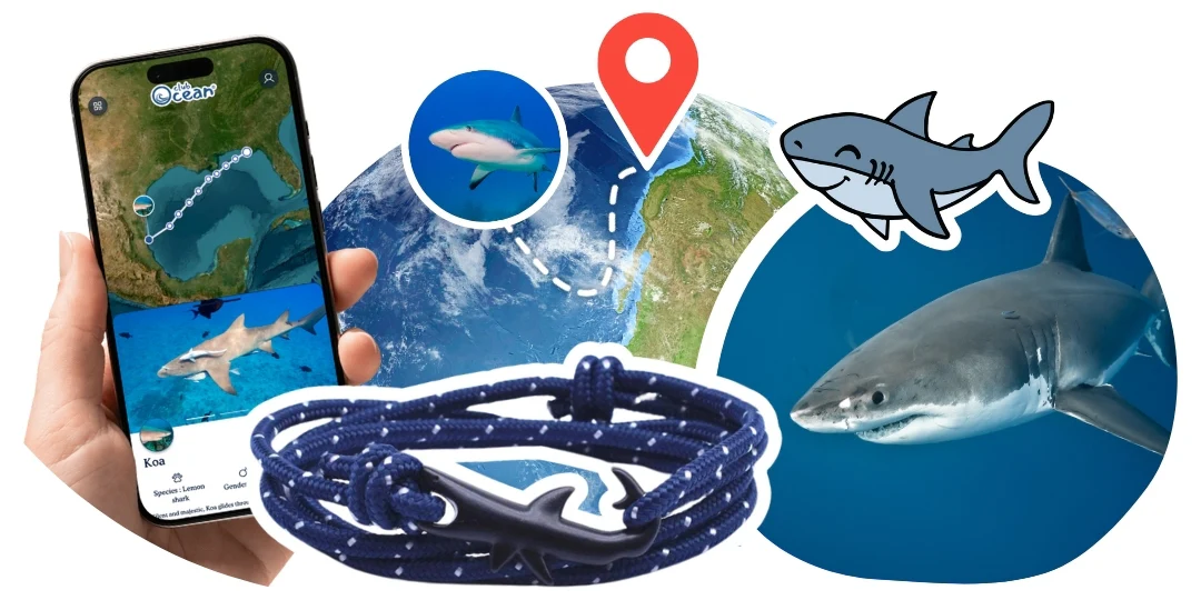 Shark Tracking Bracelet - Zimenao