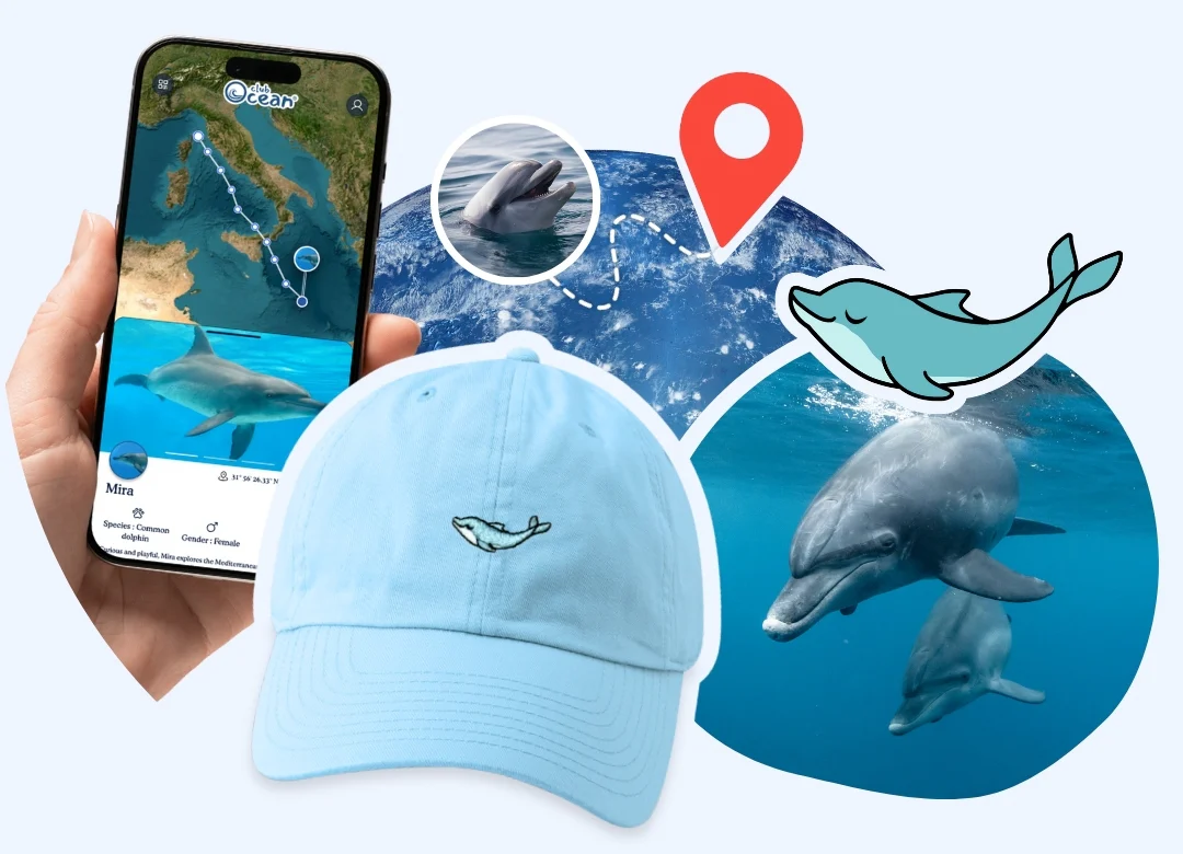 Dolphin Adoption Cap - Zimenao