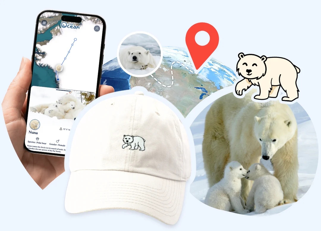 Polar Bear Adoption Cap - Zimenao