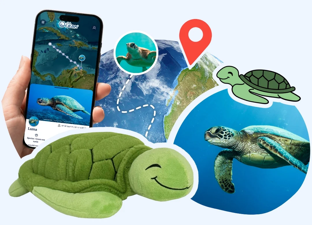 Turtle Plushie - Zimenao