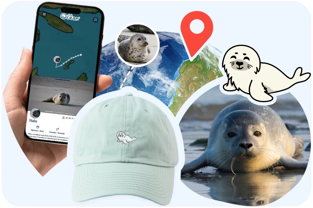 Seal Adoption Cap - Zimenao