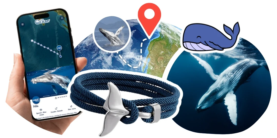 Whale Tracking Bracelet - Zimenao