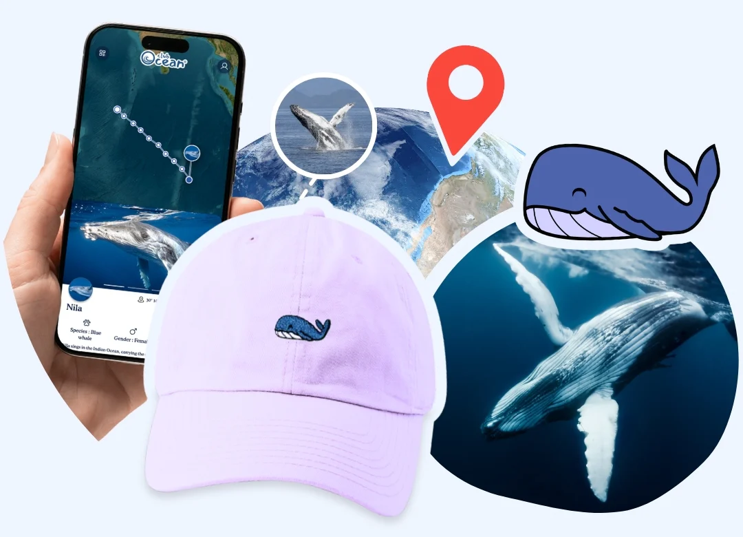 Whale Adoption Cap - Zimenao