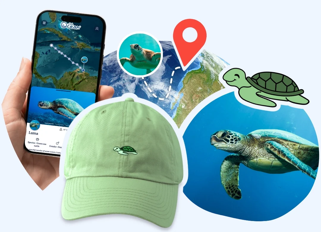 Turtle Adoption Cap - Zimenao