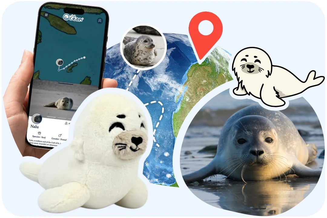 Seal Plushie - Zimenao