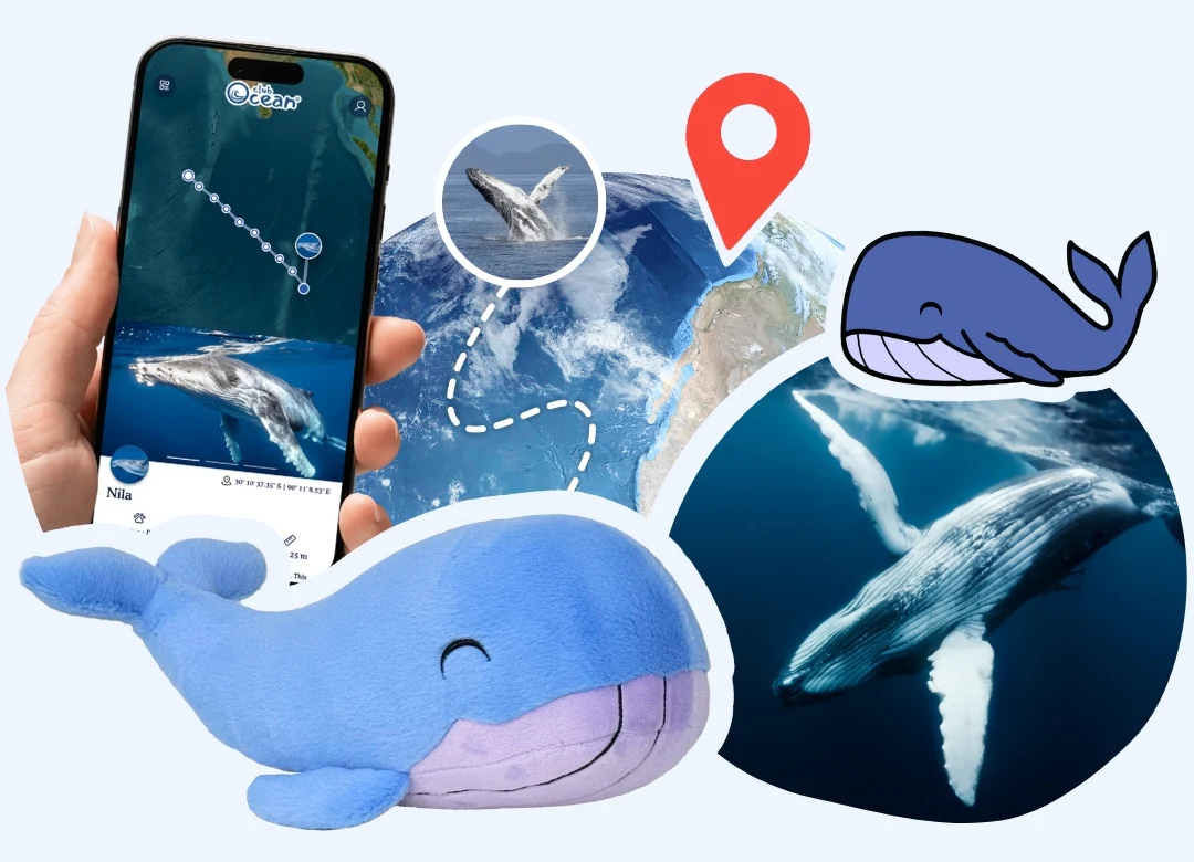 Whale Plushie - Zimenao